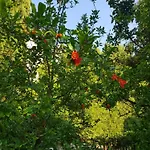 Ξενοδοχείο Family Magnolia, Sunny Σάνι Μπιτς