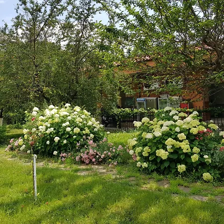 Family Magnolia, Sunny 2*