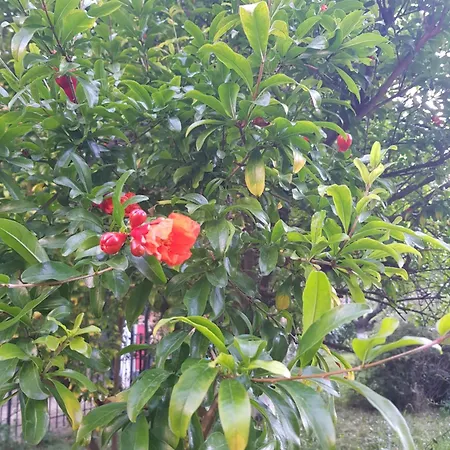 فندق Family Magnolia, Sunny ساني بيتش