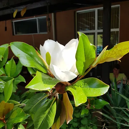 ホテル Family Magnolia