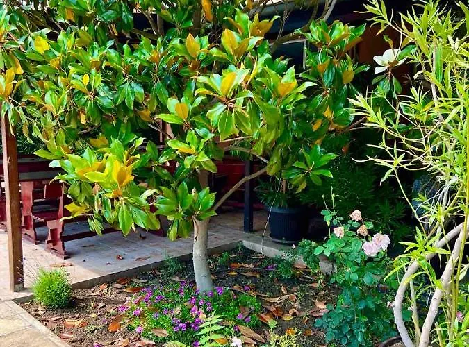 Ξενοδοχείο Family Magnolia, Sunny Σάνι Μπιτς