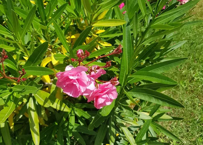 Ξενοδοχείο Family Magnolia, Sunny 2*