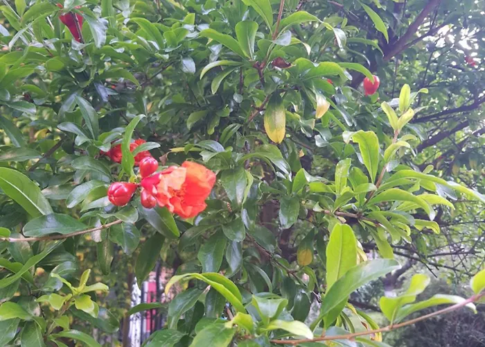 Ξενοδοχείο Family Magnolia, Sunny Σάνι Μπιτς