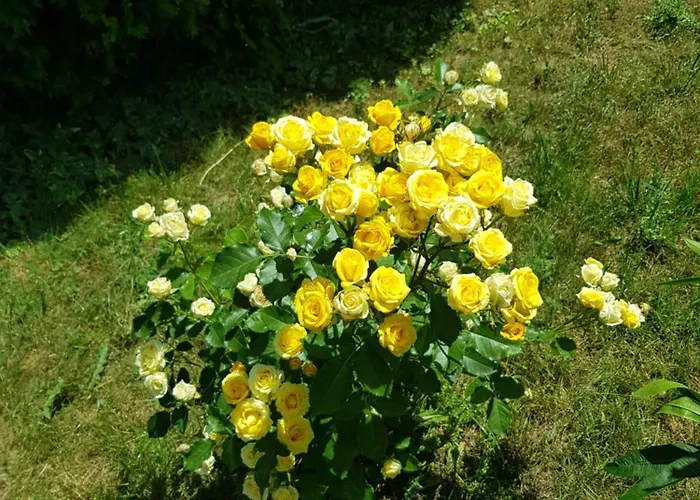 Family Magnolia, Sunny Хотел 2*