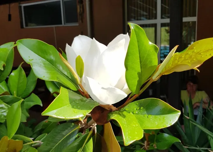 Ξενοδοχείο Family Magnolia, Sunny