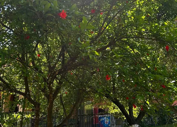 Family Magnolia, Sunny