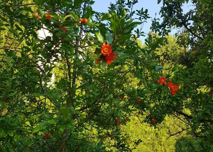 Ξενοδοχείο Family Magnolia, Sunny Σάνι Μπιτς
