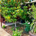 فندق Family Magnolia, Sunny ساني بيتش