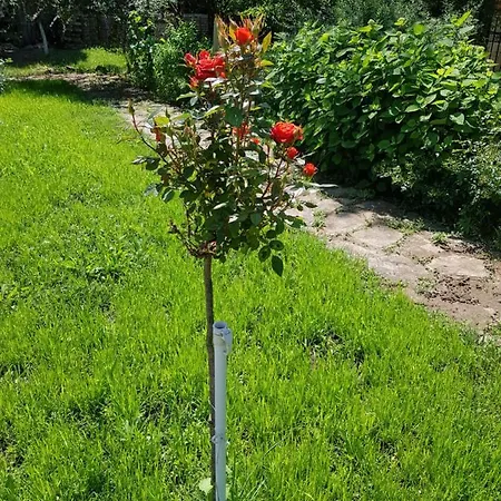 Отель Family Magnolia, Sunny Солнечный берег