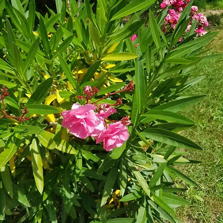 Отель Family Magnolia, Sunny 2*