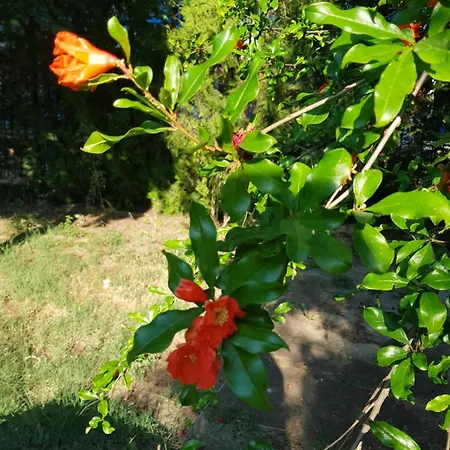 Готель Family Magnolia, Sunny 2*