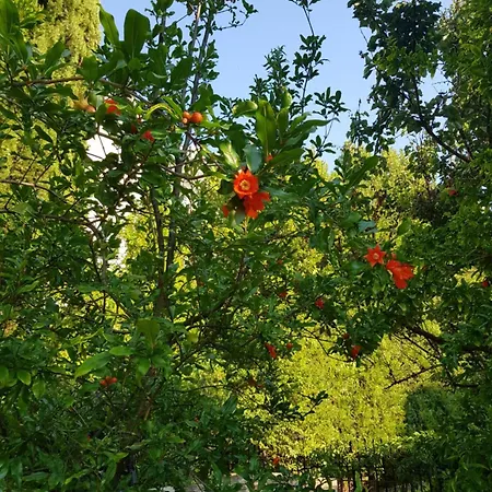 Готель Family Magnolia, Sunny Сонячний Берег