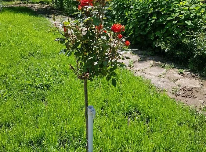 Готель Family Magnolia, Sunny Сонячний Берег