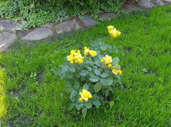 Family Magnolia, Sunny