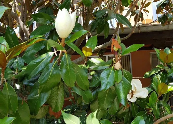 Family Magnolia, Sunny 2* Sunny Beach