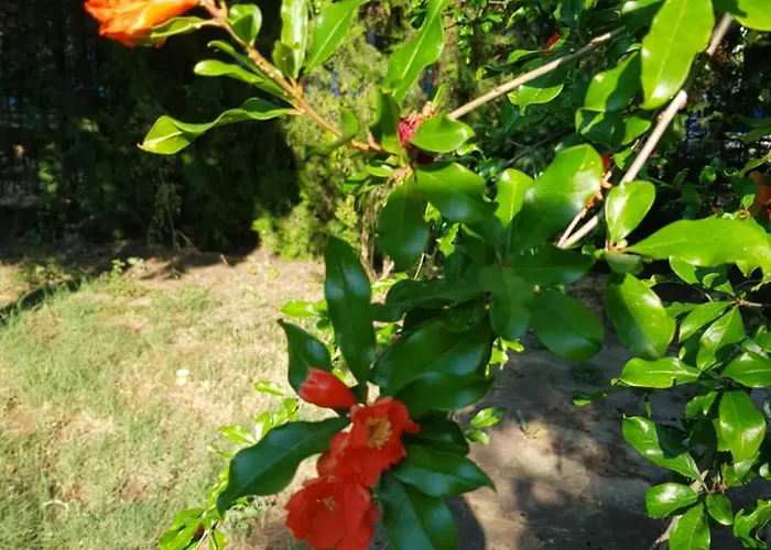 Готель Family Magnolia, Sunny 2*