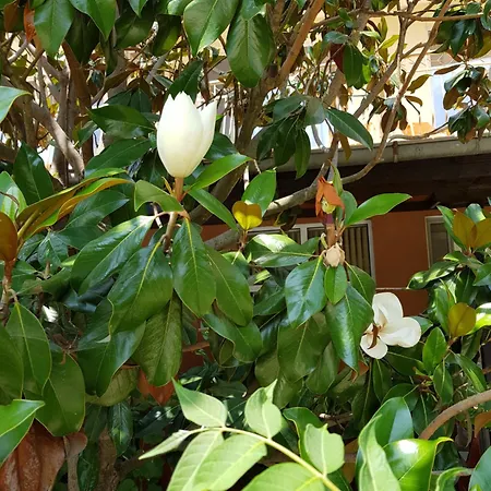Family Magnolia 2* Sunny Beach