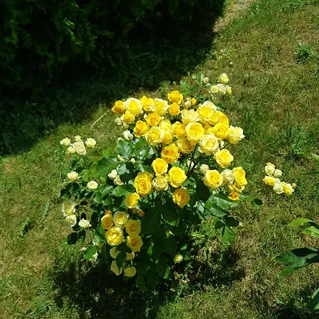 Family Magnolia, Sunny Hotel 2*