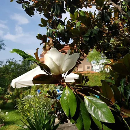 Hotel Family Magnolia