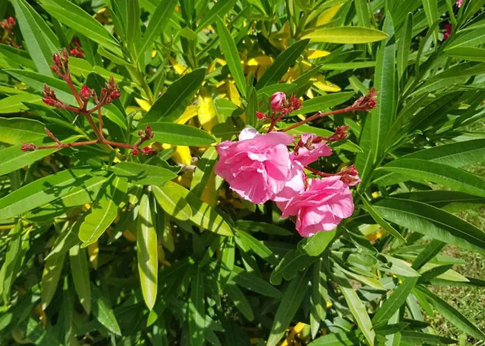 Family Magnolia, Sunny