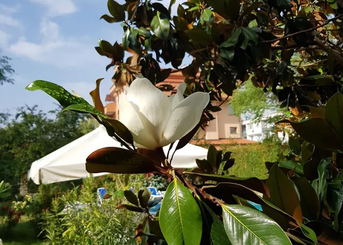 Otel Family Magnolia, Sunny